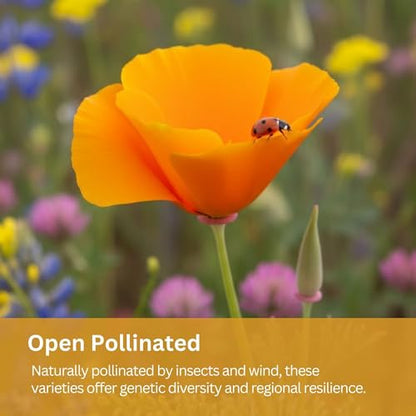 Drought Tolerant Wildflower Mix, 1 oz, 20,000+ Seeds | Extra Large Resealable Packet, Non-GMO Flower Seeds for Dry Climates