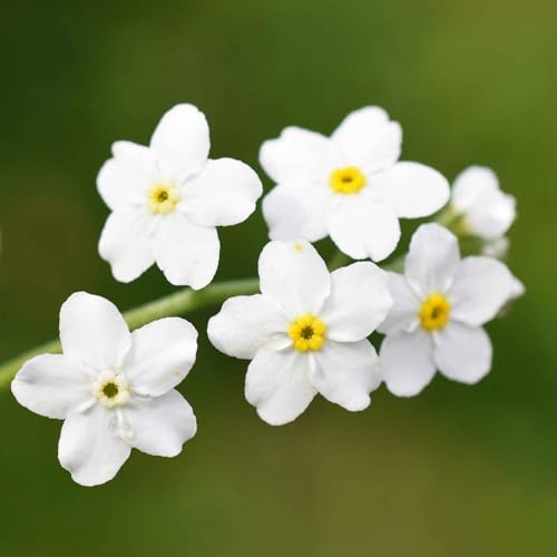 Eden Brothers Forget Me Not Seeds - White - size: Packet, style: White