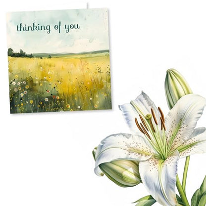 Sympathy Card, Thinking of You, Condolences For Women, Her - Floral Field | for Men, Him, Family, Friend, Colleague, Bereavement, Grief - from All of Us - Meadow, Daisies - Blank Inside, with Envelope