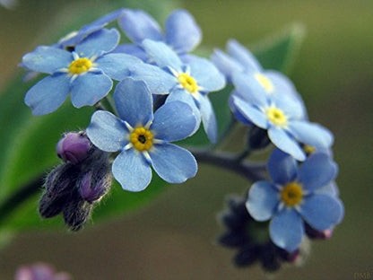 75+ HEIRLOOM FLOWER GROUNDCOVER SEEDS FORGET ME NOT "MYOSOTIS SYLVATICA" NON-GMO