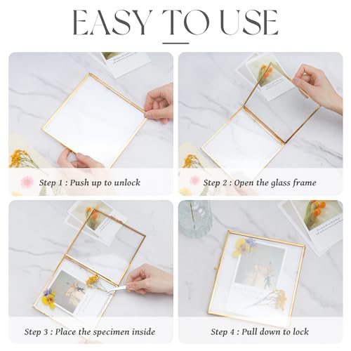 REDHUGO Double Glass Frame for Pressed Flowers, Square, Gold, 4x4 Inches - color: Gold, size: 4L" x 4W"