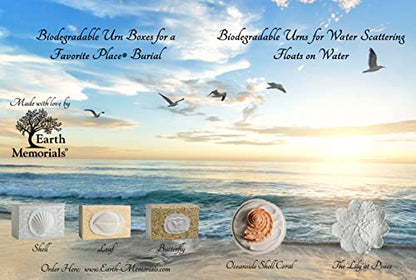 Biodegradable Urn for Scattering Cremated Ashes in Ocean Water, Ground or Sea Burial, Earth Friendly Eco Ashes (Oceanside Shell White Biodegradable Urn) W-304 - color: Oceanside Shell White