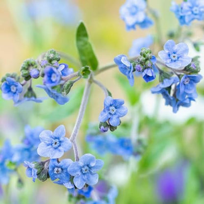 Eden Brothers Chinese Forget Me Not Seeds - size: 1 Pound, style: Chinese Forget Me Not