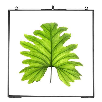 REDHUGO Glass Pressed Flower Frames, Square, Black, 8x8 Inches - color: Black, size: 8L" x 8W"