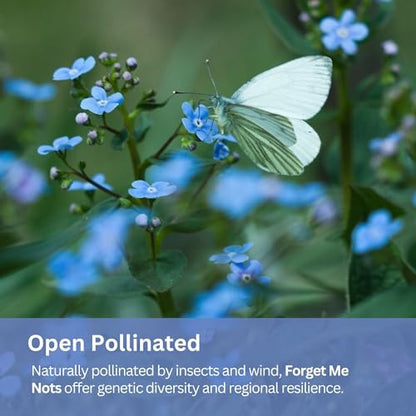 Forget-Me-Not Seeds (Chinese Blue) – 5,000+ Seeds – 1 oz Bulk Extra Large Packet – Covers 100 sq ft – Non-GMO Cynoglossum amabile – Sky Blue Blooms for Wildflower Gardens