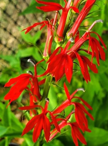 100PCS Cardinal Flower Seeds Red Lobelia Cardinalis Hummingbird Plant Seeds