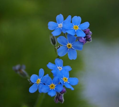Forget Me Not Seeds, Sky-Blue Flowers with Yellow Centers, 1/4 oz Pack, 12,000 Seeds