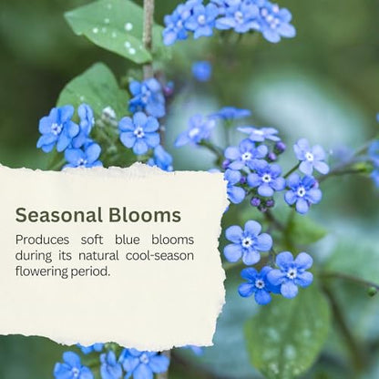 Forget-Me-Not Seeds (Chinese Blue) – 5,000+ Seeds – 1 oz Bulk Extra Large Packet – Covers 100 sq ft – Non-GMO Cynoglossum amabile – Sky Blue Blooms for Wildflower Gardens