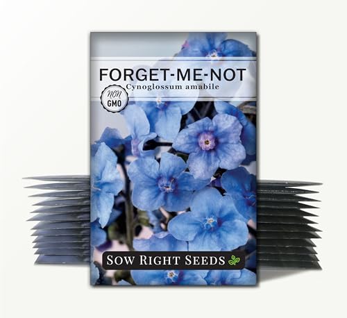 Sow Right Seeds - Chinese Forget-Me-Not Seed for Planting Flowers 25pk