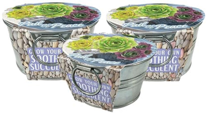 Grow Your Own Succulents Plant Seeds 3-Pack, DIY Indoor Succulents and Live Plants for Home or Garden Planting, Pail of Peace - color: Pail of Peace 3-PK