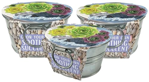 Grow Your Own Succulents Plant Seeds 3-Pack, DIY Indoor Succulents and Live Plants for Home or Garden Planting, Pail of Peace - color: Pail of Peace 3-PK