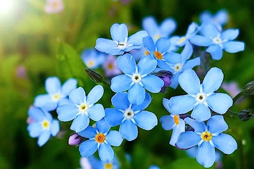 Forget Me Not 100 Seeds Newly Harvested, Beautiful Abundant Blooms