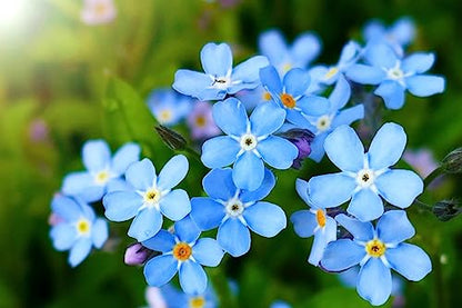 Forget Me Not 100 Seeds Newly Harvested, Beautiful Abundant Blooms