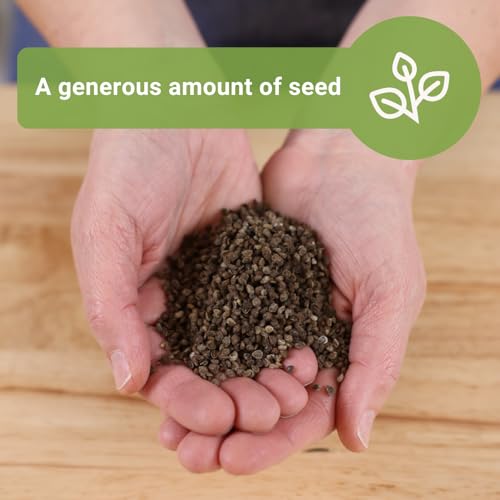 Sow Right Seeds - Bulk Chinese Forget-Me-Not Seed for Planting Jumbo Pack | Plant annual non-GMO heirloom for outdoor home garden. Blue celebration of life memorial flowers for pollinator gardening.