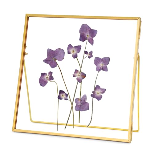 REDHUGO Double Glass Frame for Pressed Flowers, Square, Gold, 8x8 Inches - color: Gold, size: 8L" x 8W"