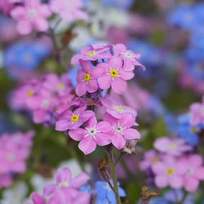 Eden Brothers Forget Me Not Seeds - Rose - size: 1 Ounce, style: Rose
