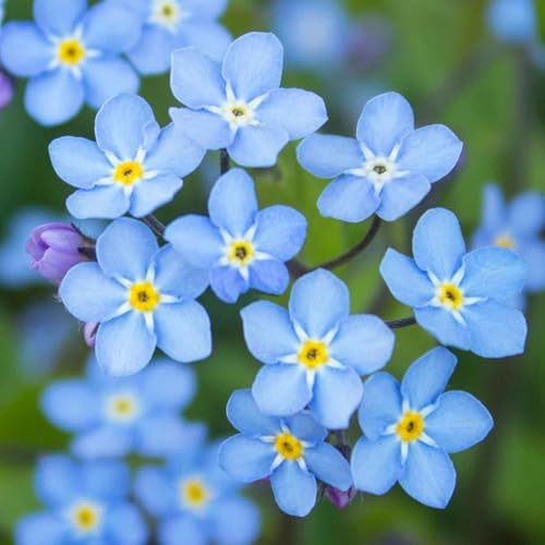 Eden Brothers Forget Me Not Seeds - Blue - size: 1 Ounce, style: Blue
