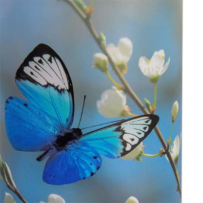Butterfly Blossom Scattering Tube, Biodegradable Cremation Urn for Ashes, Adult Sized Cremation Urn, 12.5 Inches High