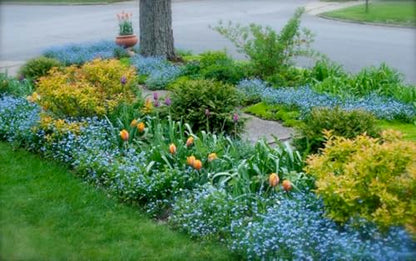 Forget Me Not Seeds, Sky-Blue Flowers with Yellow Centers, 1/4 oz Pack, 12,000 Seeds