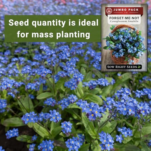 Sow Right Seeds - Bulk Chinese Forget-Me-Not Seed for Planting Jumbo Pack | Plant annual non-GMO heirloom for outdoor home garden. Blue celebration of life memorial flowers for pollinator gardening.