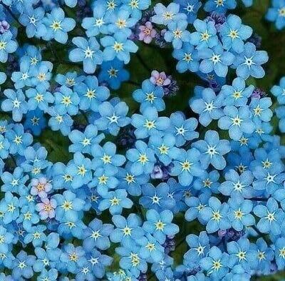 Chinese Forget-Me-Not Flower Seeds, Cynoglossum Amabile, 1 Oz Pack (6,000 Seeds) by Seeds2Go