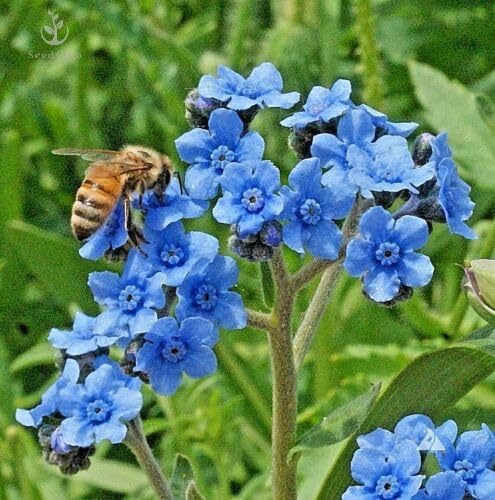 Chinese Forget-Me-Not Flower Seeds, Cynoglossum Amabile, 1 Oz Pack (6,000 Seeds) by Seeds2Go