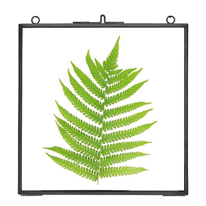 REDHUGO Glass Pressed Flower Frames, Square, Black, 6x6 Inches - color: Black, size: 6L" x 6W"