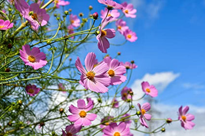 Black Duck Brand Set of 25 Cosmos Early Sensation Flower Seed Packets! Flower Seeds in Bulk - Great for Creating The Garden of Your Dreams! (25, Cosmos - Early Sensation) - color: Cosmos - Early Sensation