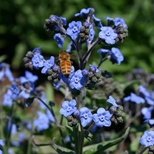 Bentley Seed Co. | Seeds of Remembrance | Pre Filled Non-GMO, Non-Coated Forget Me Not Seeds Packets | Perfect Memorial Service Giveaways and Celebration of Life Decorations | Pack of 25 - style: Seeds of Remembrance Forget-Me-Not Seeds
