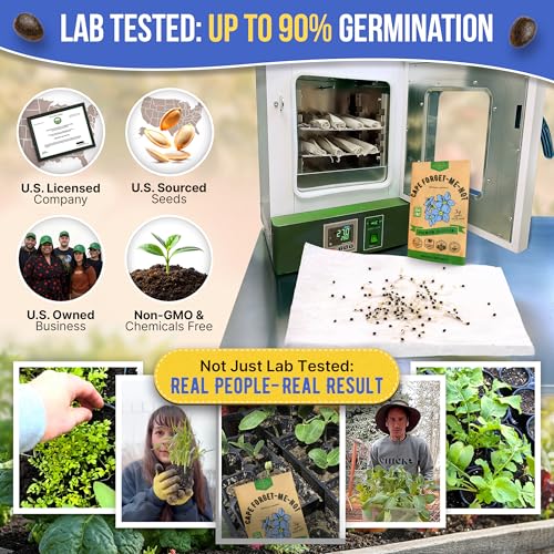Cape Forget-Me-Not Seeds Pack 3G - Over 1,400 Non-GMO Heirloom Cape Forget-Me-Not Seeds for Planting Flowers in Individual Seed Packet, Flower Seeds for Planting Home Garden Indoor & Outdoor Gardening