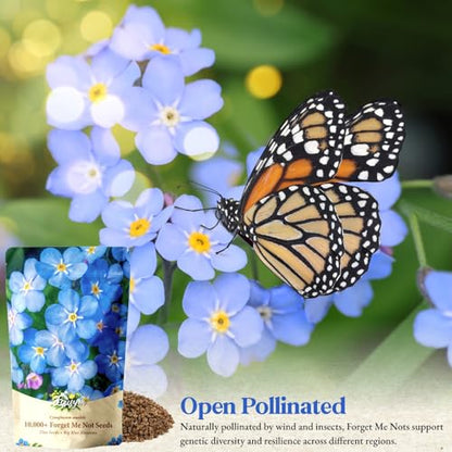 10,000+ Forget-Me-Not Seeds, Blue Cynoglossum amabile Flower for Planting - color: BLUE