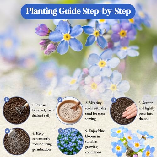 10,000+ Forget-Me-Not Seeds, Blue Cynoglossum amabile Flower for Planting - color: BLUE