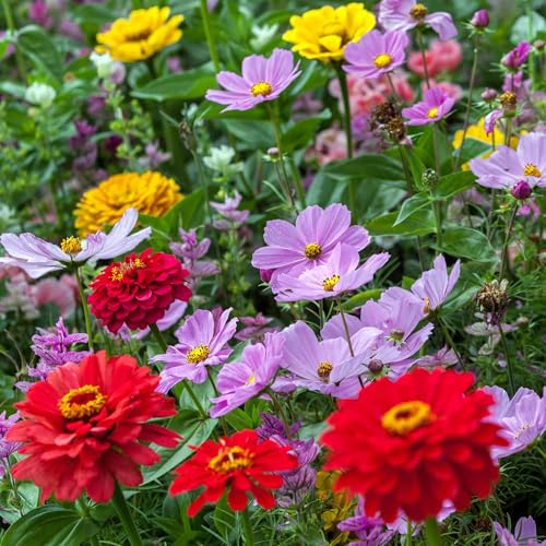 Eden Brothers Cosmic Zen Flower Mixed Seeds for Planting, 1 lb - size: 1 Pound, style: Cosmic Zen