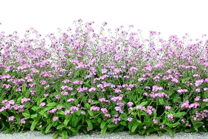 100 Victoria Pink Forget Me NOT Myosotis Alpestris Shade or Sun Flower Seeds