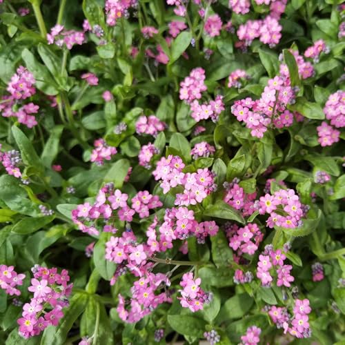 Eden Brothers Forget Me Not Seeds - Rose - size: Packet, style: Rose