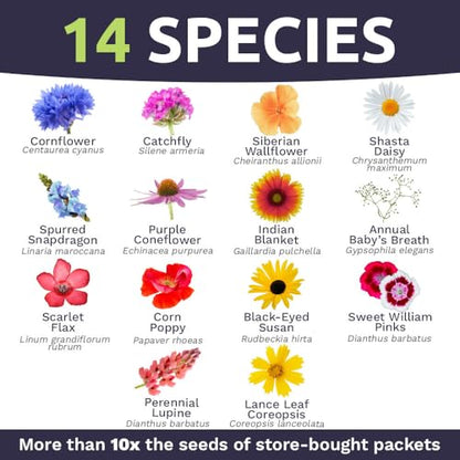 Sweet Yards - Northeast Wildflower Seed Regional Mixes - Bulk 1/4 Pound Bag - Over 30,000 Native Seeds - Open Pollinated and Non GMO Varieties for New York, Virginia, Pennsylvania, Maine and More! - size: 4 Ounce (Pack of 1), style: Northeast Regional Mix