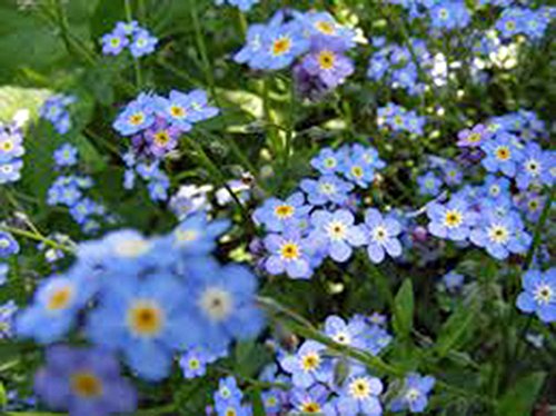 Forget Me Not 100+ Seeds Newly Harvested, Beautiful Abundant Blooms