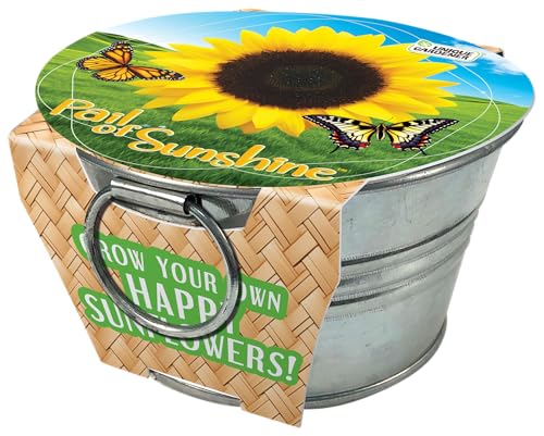 Grow Your Own Mini Sunflowers Plant Seeds 3-Pack, DIY Indoor Succulents and Live Plants for Home or Garden Planting, Pail of Sunshine - color: Pail of Sunshine 3-PK