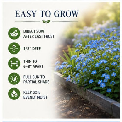 Chinese Forget-Me-Not Flower Seeds for Planting – 300+ Non-GMO & Heirloom Seeds, (Cynoglossum amabile), Blue Blooms for Pollinator Gardens, by Isla’s Garden Seeds, Great Gardening Gift