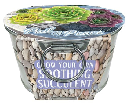 Grow Your Own Succulents Plant Seeds 3-Pack, DIY Indoor Succulents and Live Plants for Home or Garden Planting, Pail of Peace - color: Pail of Peace 3-PK