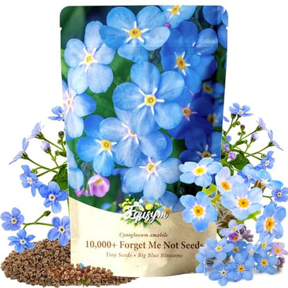 10,000+ Forget-Me-Not Seeds, Blue Cynoglossum amabile Flower for Planting - color: BLUE