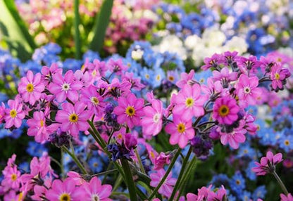 100 Victoria Pink Forget Me NOT Myosotis Alpestris Shade or Sun Flower Seeds
