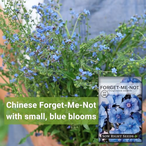 Sow Right Seeds - Chinese Forget-Me-Not Seed for Planting Flowers 25pk