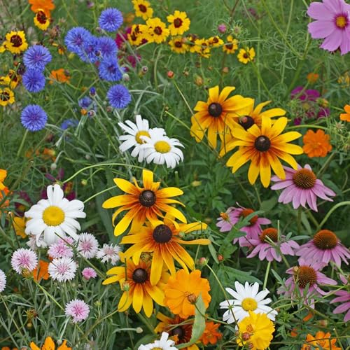 Eden Brothers Cut-Flower Wildflower Seed Mix - size: 1/4 Pound, style: Cut-Flower