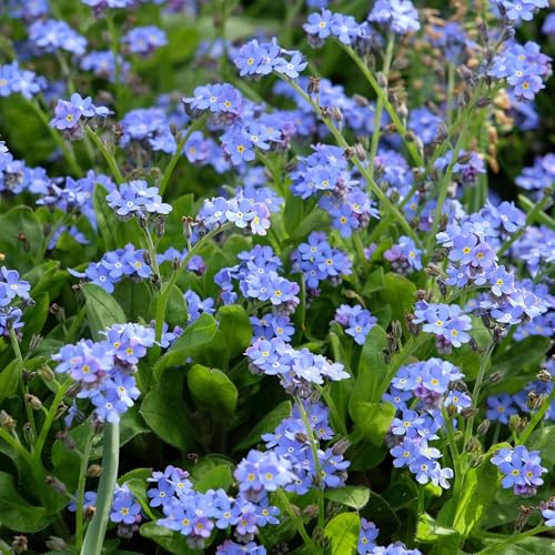 Eden Brothers Forget Me Not Seeds - Blue - size: 1 Pound, style: Blue