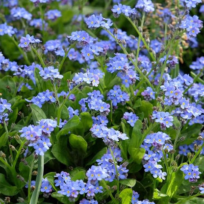 Eden Brothers Forget Me Not Seeds - Blue - size: 1/4 Pound, style: Blue