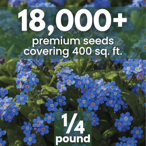 Chinese Forget Me Not – 18,000 Seeds for Planting – 2026 Season – 4 Ounces - size: 4 oz