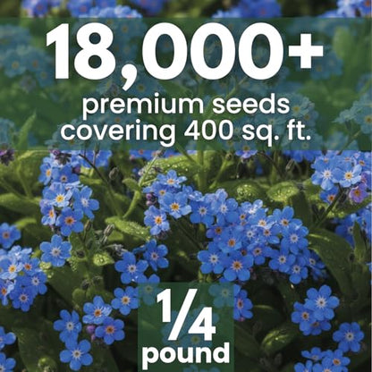 Chinese Forget Me Not – 18,000 Seeds for Planting – 2026 Season – 4 Ounces - size: 4 oz