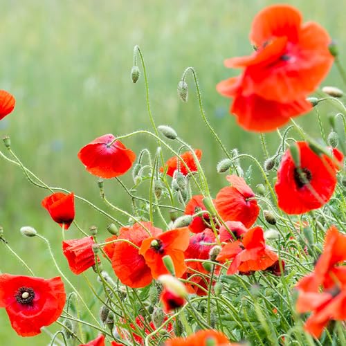 Bentley Seed Co. | Celebration of Life Funeral Favors for Guests | Non-GMO, Non-Coated Flanders Poppy Seed Packets in Our Hearts Forever and Always | Sentimental Memorial Service Gift | Pack of 25 - style: In Our Hearts Forever & Always