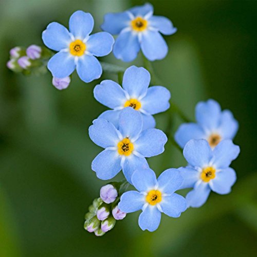 Mountain Valley Seed Co Myosotis Flower Garden Seeds Compindi Forget Me Not | 1000 Seeds - Perennial Flower Gardening Seed - sylvatica